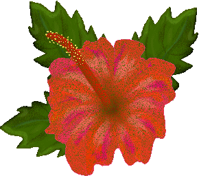 Gif hibiscus