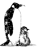 pingouins gif