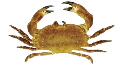Crabe tube