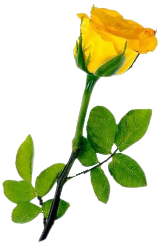 Rose jaune, tube