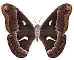 papillon part