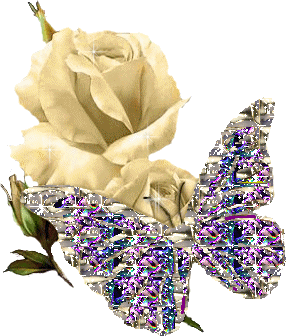 rose papillon sc